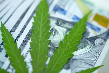 American dollar bill on cannabis leaves. Concept taxation and marijuana, tax on weed, money and pot. Cannabis finance. Revenues the marijuana industry and medical industry. Economy of hemp industry