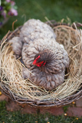 Light gray chicken walking on the farm by the nest in the spring