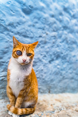 cat on a blue background in an Arab city