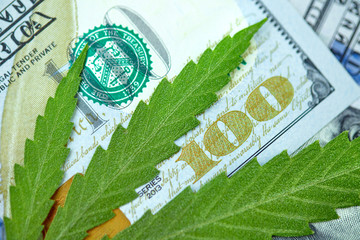 Cannabis leaf lies on top of American one hundred dollar bills, close up. Money from marijuana, hemp with money. Taxation and marijuana concept, weed tax