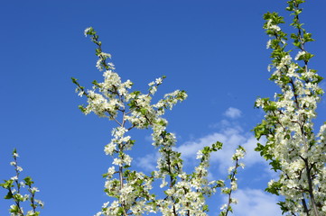 Cherry white flowers against blue sky