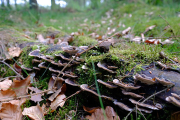 Baumpilz an einem morschen Baum