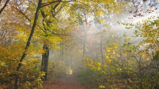 Camera movement in the autumn forest. Powerful sun rays cutting through the fog. Autumn landscape. A peaceful forest.