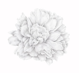 Softness Black and white floral element. Isolated Hand drawn pencil drawing flower head of  peony  on white background. Vintage nature design element.
