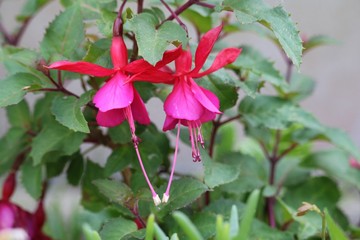 Fuchsia