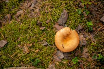 Picture of a large edible mushroom in the forest