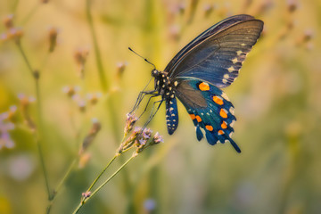 Blue Butterfly  © Corrado