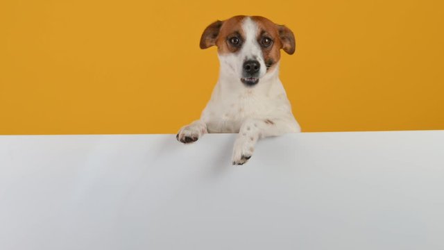 Dog breed Jack Russell Terrier with a large white banner for text on a yellow background. Copy space for advertisement.	