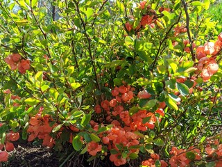 flowering japanese quince