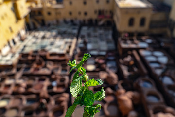 skin painting in the dye shops in the Arab city