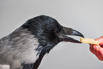 gray crow bird eats cheese from hand