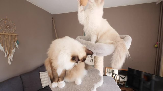 Two ragdoll birman cats playing on a cat tree