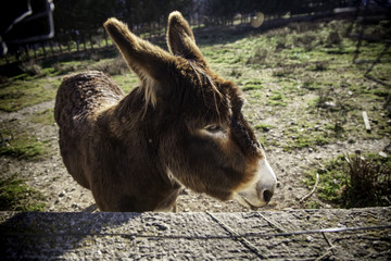 Donkeys on farm