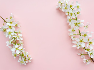 Fototapeta na wymiar beautiful white flowers on a pastel pink background. bird cherry branches isolated. Women's Day, Mother's Day, Valentine's Day, Wedding, Easter. flat lay, top view, copy space, frame.