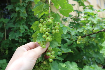 Groseiller vert dans le jardin