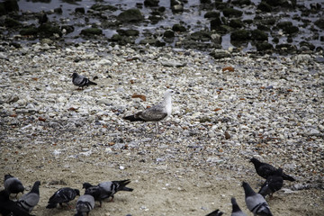 Obraz premium Seagull on sea