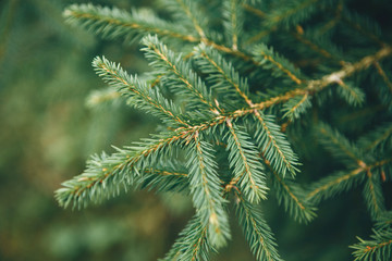 Close up of spruce branch. Evergreen tree background.