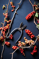 Scissors and red fruit with branch