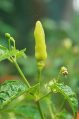 Bird's eye chili, Kandari mulaku