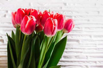 Beautiful bouquet of pink tulips on white wall background