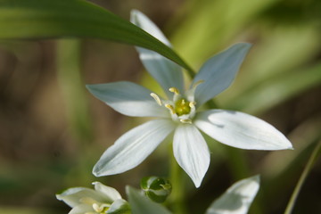 Fototapeta na wymiar Wild spring flowers in May 