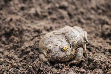 Grey earthen toad sits on the ground. Animal and wildlife, macro 