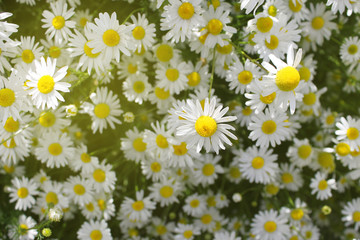 Field of daisies closeup, sunlight