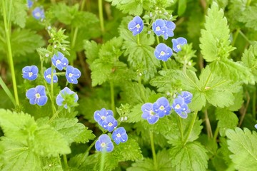 Beautiful small blue flowers Veronica chamaedrys