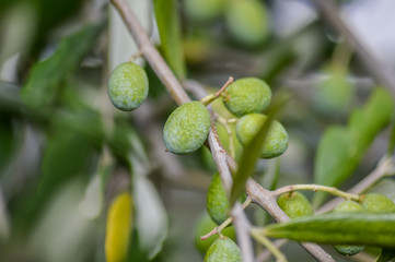 organic green olives and leaves on a branch