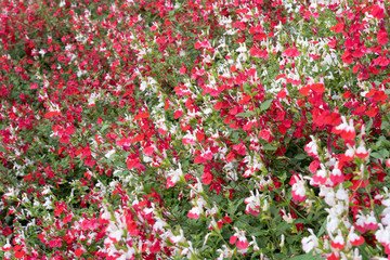 Gennevilliers, France - 05 08 2020: Colorful flowers during confinement against coronavirus