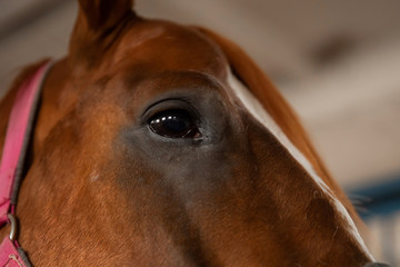 Close-up detail eye of brown horse, bridle, saddle