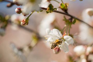 Wiosna w wiśniowym sadzie. © boguslavus