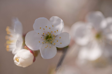 Wiosna w wiśniowym sadzie. © boguslavus