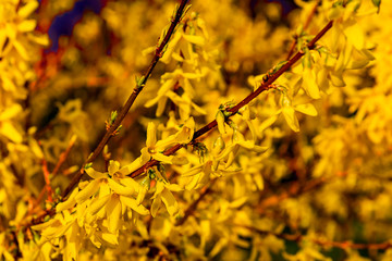 These are dogwood flowers.