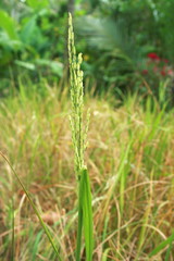 Fototapeta na wymiar rice field