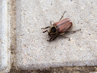 May beetle crawls on the gray tiles. A close-up.