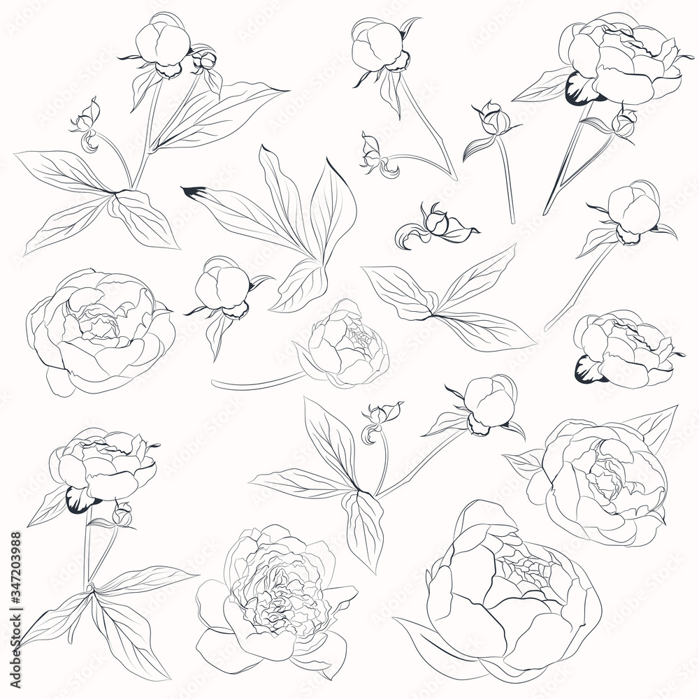 Poster big vector collection of vector peony flowers shapes in line
