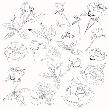 Big vector collection of vector peony flowers shapes in line