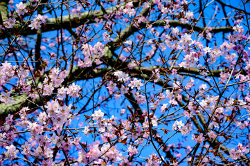 北海道の青空と桜
