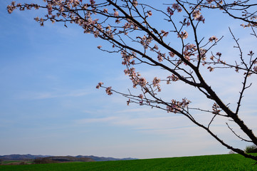 北海道の夕暮れの空と桜