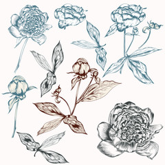 Set of vector hand drawn peony flowers for design
