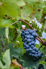 generous blue grapes and leaves on vine close up
