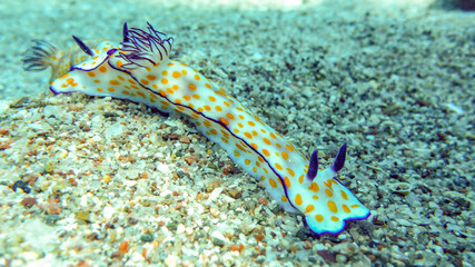Nudibranch, orange dotted sea slug (Risbecia ghardaqana) in the Red Sea, Eilat, Israel