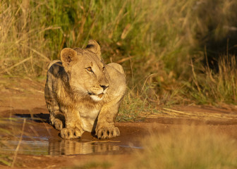 Young Lions in the African Savanna