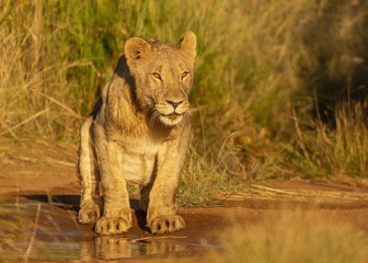 Obraz na płótnie Canvas Young Lions in the African Savanna