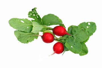 Organic radishes freshly harvested from a vegetable garden.