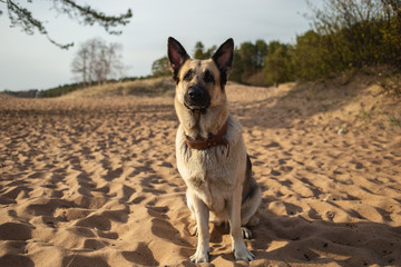 A large beautiful Eastern European shepherd dog sits on the sand on the beach on a Sunny day