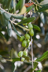 organic green olives and leaves on a branch