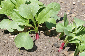 Radishes growing in a vegetable garden.