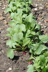 Radishes growing in a vegetable garden.